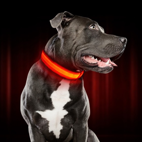 Περιλαίμιο σκύλου AG232B με φωτισμό LED, 34-44cm, μαύρο/κίτρινο