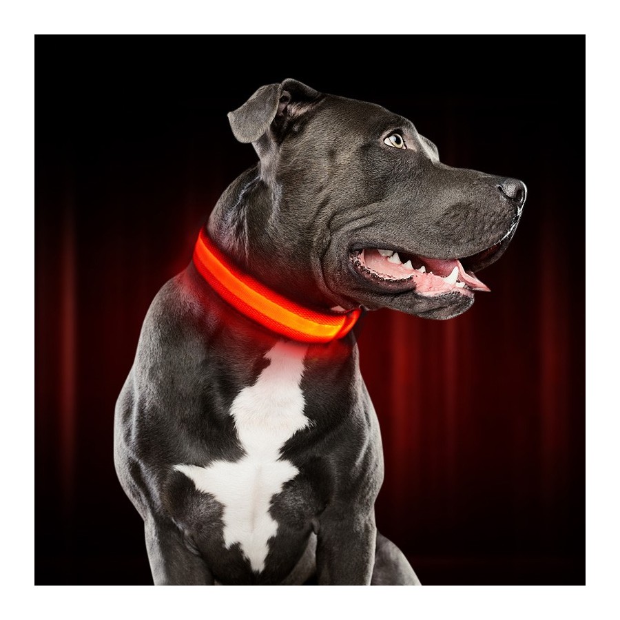 Περιλαίμιο σκύλου AG232 με φωτισμό LED, 34-44cm σε διάφορα χρώματα